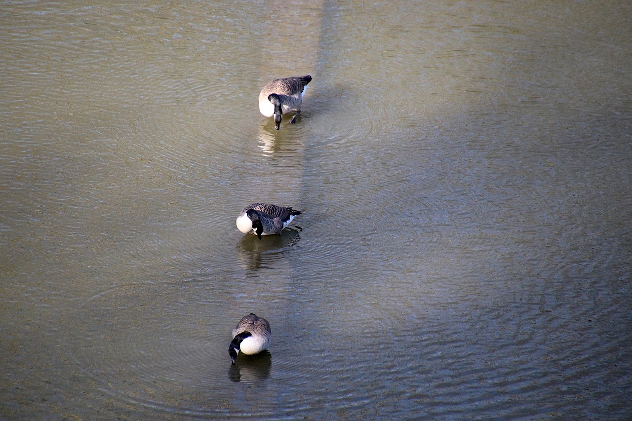 canada-geese